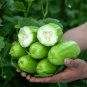 Fresh 5 Packs of Eight ridged Crispy Cucumber seeds Fragrant and Dugar free Melon