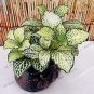 Fresh 100pcs/bag Fittonia Verschaffeltii Flores Home and Garden Office Decoration Seeds