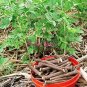 Fresh Glycyrrhiza Glabra Seeds 30pcs Licorice Root Seeds Flower