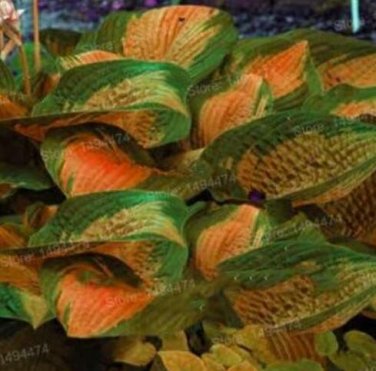 Fresh 100 Pcs Hosta sHosta Whirl Wind in Full Shadehosta Flower Seeds Grass Seeds