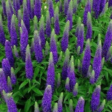 Fresh Veronica Seeds Royal Candles Ground Cover (Veronica Spicata) 500 Seeds