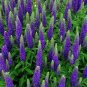 Fresh Veronica Seeds Royal Candles Ground Cover (Veronica Spicata) 500 Seeds