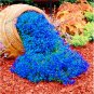 Fresh 205pcs ROCK cress Seeds Climbing Creeping Thyme Seeds Ground cover flower