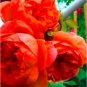 Fresh 10 Pcs/Lot Paeonia Lactiflora Flores Tree Peony as Hardy Perennial Flowers Seeds