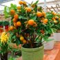 Fresh Mandarin Orange Dwarf Bonsai Indoors Outdoors Fruit Tree 10pcs (Color: 2) Seeds