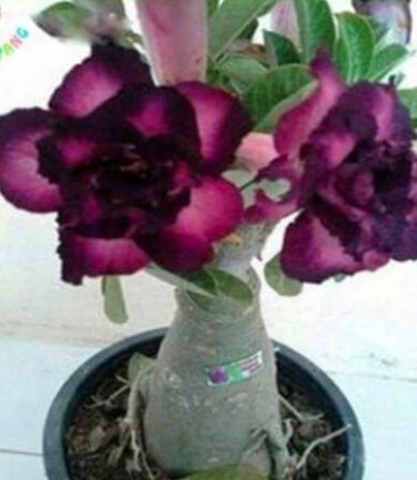 Fresh 2pcs True Desert Rose Seeds s Exotic Adenium Obesum Air Purification Flowers