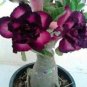 Fresh 2pcs True Desert Rose Seeds s Exotic Adenium Obesum Air Purification Flowers