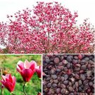 Fresh 10pcs Magnolia Magnolia Tree Flower Perennial Aromatic of Perennial Flowers Seeds