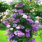 Fresh 50 Pcs Thailand Climbing Rose Flower Beautyful Multicolor Rose Flower Climbing Seeds