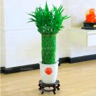 Fresh 20pcs Lucky Bamboo s Aquatic s Perennial Bamboo Flower Novel Seeds