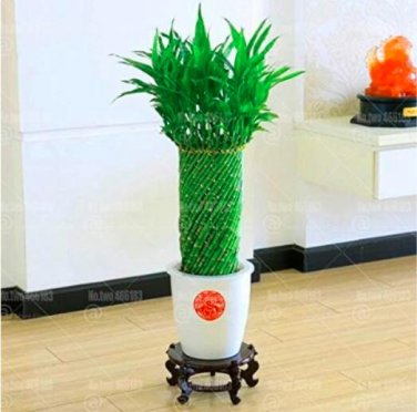 Fresh 20pcs Lucky Bamboo s Aquatic s Perennial Bamboo Flower Novel Seeds