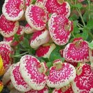 Fresh 100Pcs Calceolaria Seed Dicentra Spectabilis Flower in Seed Easy (Color: 6)