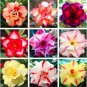 Fresh Imported 20pcs Mixed Colors 100% Genuine Adenium obesum Desert Rose Flower Seeds