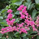 Fresh Portal Cool Seed Pack: Antigonon leptopus 20 Seeds Mexican Creeper/Coral Vine