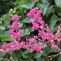 Fresh Portal Cool Seed Pack: Antigonon leptopus 20 Seeds Mexican Creeper/Coral Vine