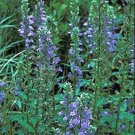 Fresh 20 Great Blue Lobelia Seeds Shade Flowers