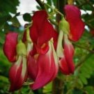 Fresh Sesbania grandiflora | Vegetable Hummingbird | Agati | Baby boots | 5_Seeds