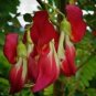 Fresh Sesbania grandiflora | Vegetable Hummingbird | Agati | Baby boots | 5_Seeds