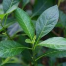 Fresh 50 Pcs Bitter Leaf Seeds Vernonia Amygdalina V023 Highly Useful and Medicinal