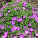 Fresh Hardy Pink Geranium Perennial Sanguineum 10 Seeds Easy to Seasons