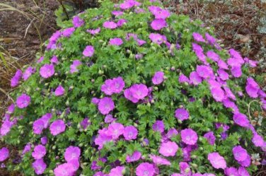 Fresh Hardy Pink Geranium Perennial Sanguineum 10 Seeds Easy to Seasons