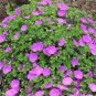 Fresh Hardy Pink Geranium Perennial Sanguineum 10 Seeds Easy to Seasons