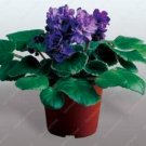 Fresh 50PCS Mini Violet African Violet s Violet Flowers Perennial Herb Matthiola Seeds