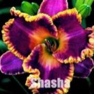Fresh Day Lily Daylily Unique 50 Daylilies Hemerocallis Fulva Day Lily Flower Mixed Seeds