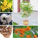 Fresh Osmanthus Fragrans Seed Charming and Fragrant Sweet Olive Tree Seeds Mixed