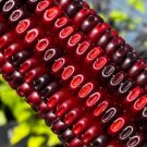 Fresh 50 Seeds Jimmy Red Corn Famous Bootlegger Moonshine Grits Hominy Masa Corn