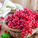 Fresh 50 Seeds Red Currant Seeds Ribes Rubrum Easy to Seasons Meaningful Gift