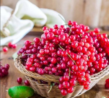 Fresh 50 Seeds Red Currant Seeds Ribes Rubrum Easy to Seasons Meaningful Gift