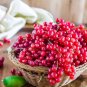 Fresh 50 Seeds Red Currant Seeds Ribes Rubrum Easy to Seasons Meaningful Gift