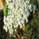 Fresh Rock Cress Creeping Thyme Ground Cover Seeds White