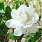 Fresh 100 Pcs/Lot ia Flower Tree s Cape Jasmine Sementes * Potted Flowers Seeds