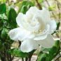 Fresh 100 Pcs/Lot ia Flower Tree s Cape Jasmine Sementes * Potted Flowers Seeds