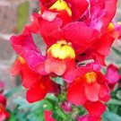 Fresh Multi Color Antirrhinum Majus Seed Common Snapdragon Perennial Flower