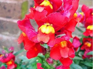 Fresh Multi Color Antirrhinum Majus Seed Common Snapdragon Perennial Flower