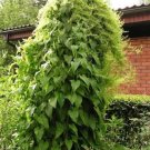Fresh 20 Caucasian Spinach Seeds Hablitzia tamnoides Perennial Organic
