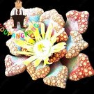Fresh 100 Lithops Hybrid Cactus Succulent s Potted s Decoration (Color: 1) Seeds