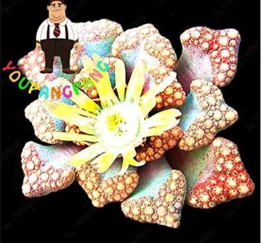 Fresh 100 Lithops Hybrid Cactus Succulent s Potted s Decoration (Color: 1) Seeds