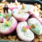 Fresh 100 Lithops Hybrid Cactus Succulent s Potted s Decoration (Color: 10) Seeds