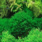 Fresh Live Fish Pellia Moss Fern Seeds Aquarium Java Fish Tank Aquascape 1000 Pcs/Bag