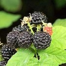 Fresh 50 Seeds Black Raspberry Rubus Bush Fruit Seeds Comb Non Hybrid Open Pollinated