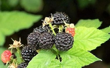Fresh 50 Seeds Black Raspberry Rubus Bush Fruit Seeds Comb Non Hybrid Open Pollinated