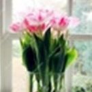 Fresh Pink Tulip Seeds (Not Tulip Bulb) Natural Growth s 100 Pcs/Bag (Color: 2)