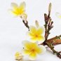 Fresh 100 Piece Frangipani Plumeria Rubra Lei Egg Flower Plant Home Garden Seeds