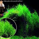 Fresh 200pcs Moss Live AquaticAquarium Water Grass Flower Landscape Ornament (Color:2) Seeds
