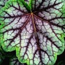 Fresh 200 Begonia Flowers Potted Flowers Purify Office Air Desktop Flowers Seeds