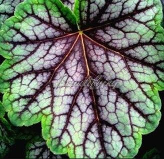 Fresh 200 Begonia Flowers Potted Flowers Purify Office Air Desktop Flowers Seeds